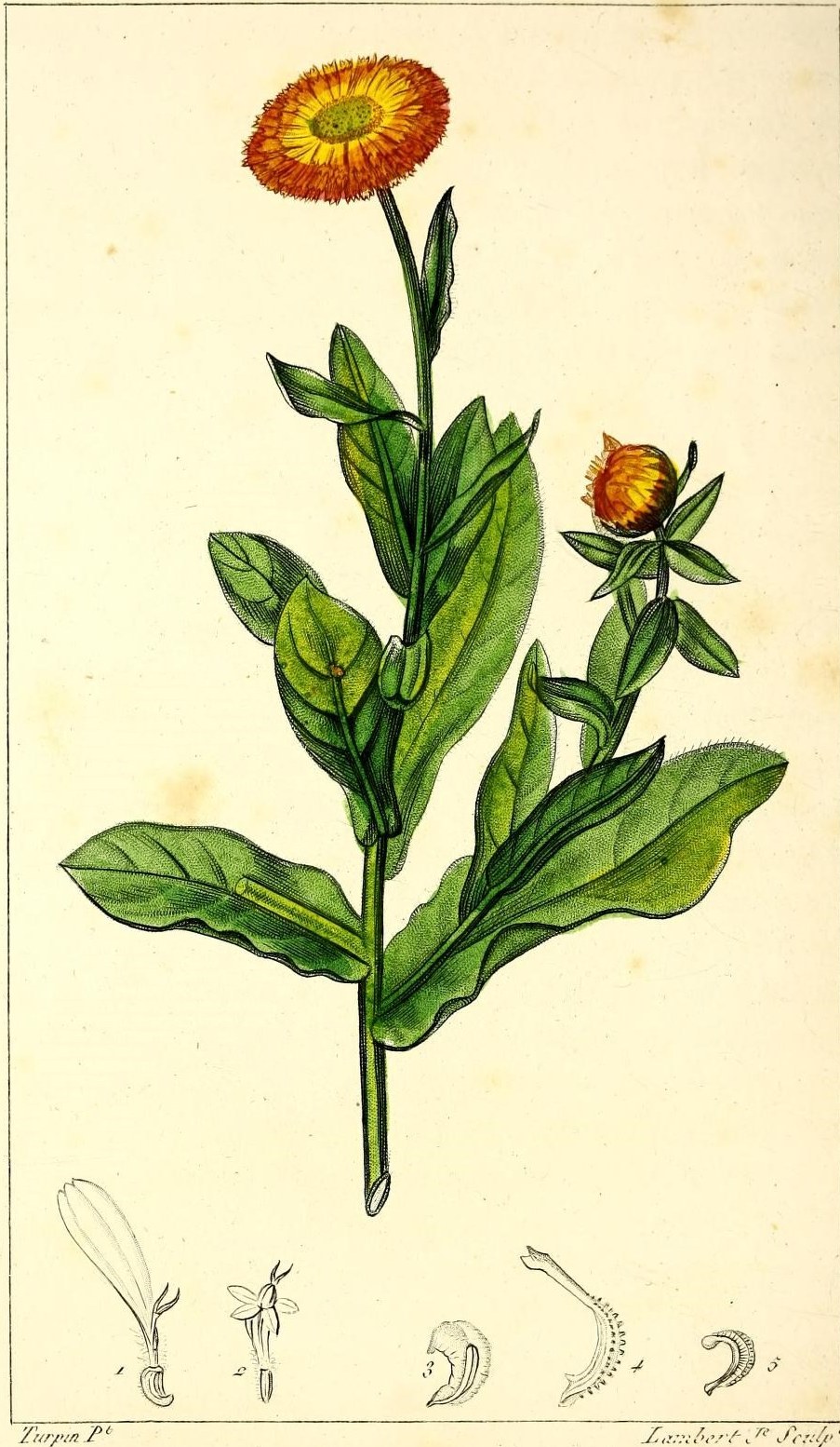 Hand-coloured botanical plate of calendula, showing an orange daisy-like flower above broad soft green leaves
