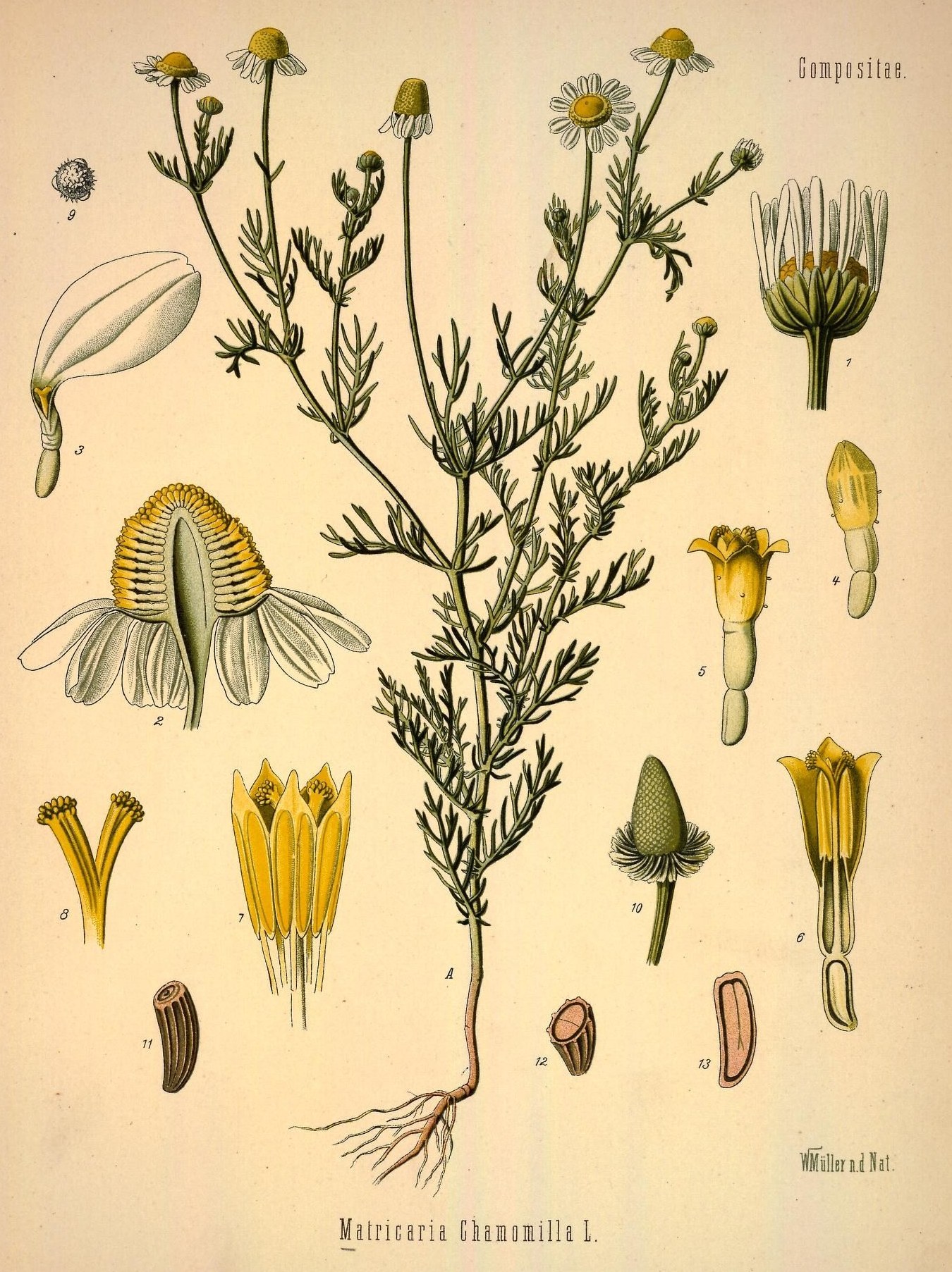 Botanical plate of German chamomile, showing feathery foliage, white daisy-like flowers, and dissected details of the flower head