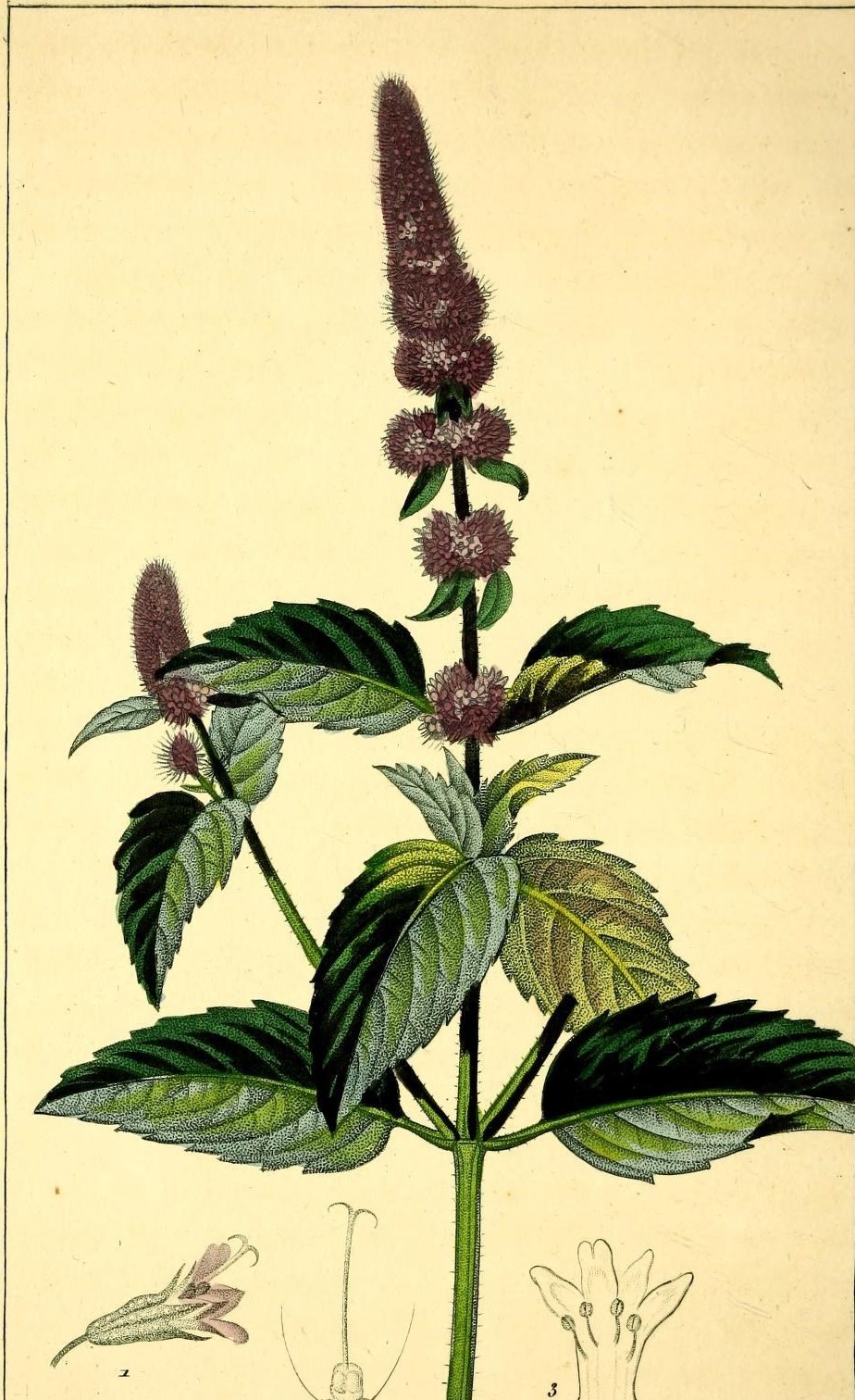 Hand-coloured botanical plate of peppermint, showing dark serrated leaves and a tapering spike of purple flowers