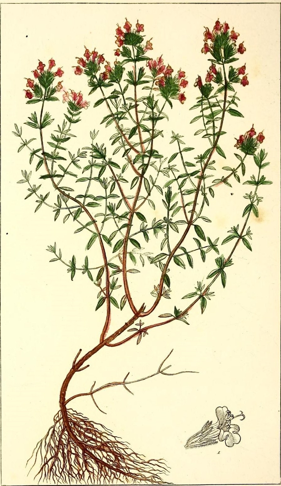 Hand-coloured botanical plate of thyme, showing a low woody plant with tiny leaves, pink flowers, and its root system