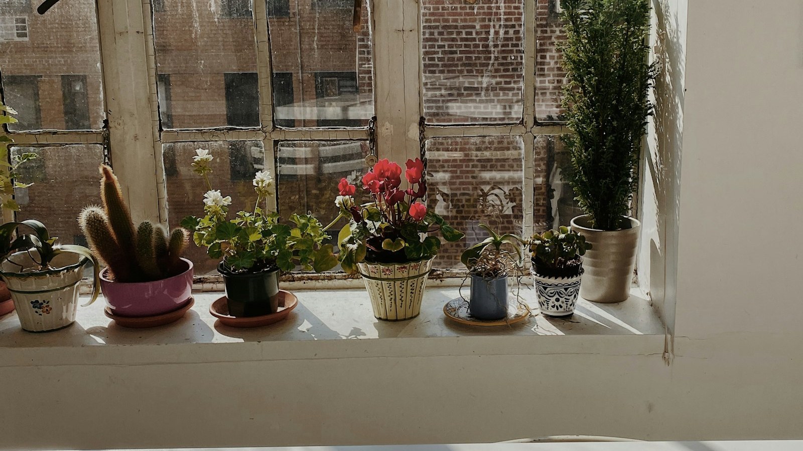 A row of small potted plants along a sunlit windowsill in an old painted window frame